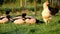 Chickens and ducks on the farm