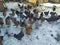 Chickens ducks walk in the yard in winter