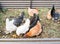 Chickens eating food scraps