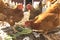 Chickens Eating Kale and Arguing