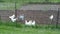 Chickens enjoying a good scratching in a tilled garden