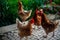 Chickens enjoying the rural charm on a porch bathed in sunlight.