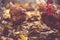 Chickens on fallen leaves in the aviary. Brown chickens walk on a pile of dry leaves in an aviary on an autumn day on a