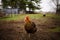 Chickens on a farm