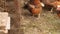 Chickens on farm behind chain-link fence. Dolly shot. Chickens walk around the yard and look for food. Movement of camera