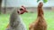 Chickens on the farm, poultry concept. White and red chicken outdoors. Funny birds on a bio farm. Domestic birds on a