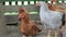 Chickens on the farm, poultry concept. White and red chicken outdoors. Funny birds on a bio farm. Domestic birds on a