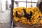 Chickens feed in the chicken coop. Chicken in a chicken coop eating food, corn, India