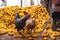 Chickens feed in the chicken coop. Chicken in a chicken coop eating food, corn, India