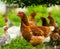 Chickens feeding on grass