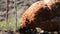 Chickens are feeding at a traditional slovak farm