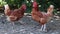 Chickens in the fence hen-house