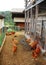 Chickens in Fenced Enclosure