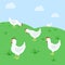 Chickens in field