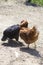 Chickens fighting in a farmyard