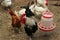 Chickens and foraging around a white plastic feeder in clean straw in an enclosure on a farm. Black Rooster and white and br