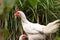 chickens foraging in the home garden