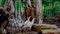 chickens foraging under banana trees