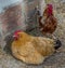 Chickens with funny facial expressions