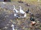 Chickens geese farming. geese. poultry yard in the village. Chickens and geese walk in the fresh air. farm with animals