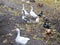 Chickens geese farming. geese. poultry yard in the village. Chickens and geese walk in the fresh air. farm with animals