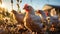 Chickens grazing in the meadow at sunrise generated by AI