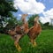 Chickens on Green Lawn Looking Up