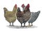 Chickens group, in graphical style.