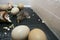 Chickens hatched in an incubator. Photo of an incubator with eggs and a newborn chicken