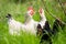 Chickens, hens and chook, in a country hen house, on a farm and ranch in Australia