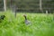 Chickens, hens and chooks, grazing and eating grass, on a free range, organic farm, in a country hen house, on a farm and ranch in