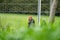 Chickens, hens and chooks, grazing and eating grass, on a free range, organic farm, in a country hen house, on a farm and ranch in