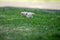 Chickens, hens and chooks, grazing and eating grass, on a free range, organic farm, in a country hen house, on a farm and ranch in