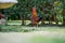 Chickens, hens and chooks, grazing and eating grass, on a free range, organic farm, in a country hen house, on a farm and ranch in