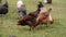 Chickens and hens through the natural farm. poultry feeding on the grass. a group of domestic birds nibbling