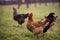 Chickens and hens through the natural farm. poultry feeding on the grass. a group of domestic birds nibbling. barnyard fowl cluste