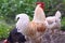 Chickens,hens,roosters scratching in dirt for food grubs