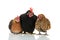 Chickens isolated over white background