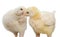 Chickens isolated on a white background