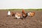 Chickens in the kitchen garden.