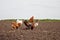 Chickens in the kitchen garden.