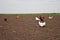 Chickens in the kitchen garden.