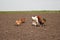 Chickens in the kitchen garden.