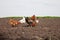 Chickens in the kitchen garden.