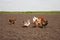 Chickens in the kitchen garden.