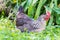 Chickens Laying hens on grass outdoors day