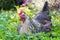 Chickens Laying hens on grass outdoors day