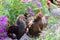 Chickens Laying hens on grass outdoors day