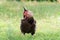 Chickens Laying hens outdoors day