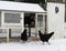 Chickens Leave the Coop to Wonder Across Snow Covered Farm